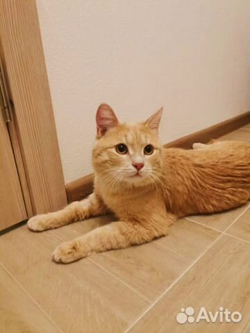 Добрый рыжий кот Абрикос в добрые руки объявление продам