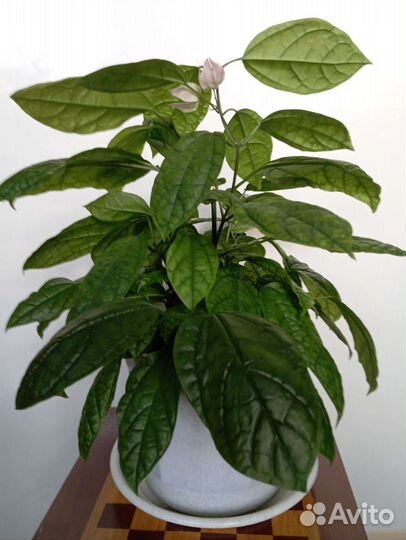 Мушмула, клеродендрум