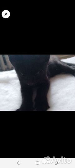 Кошка в дар