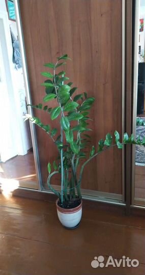 Замиокулькас растение, доллоровое дерево