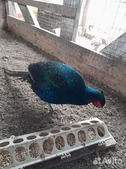 Инкубационное яйцо