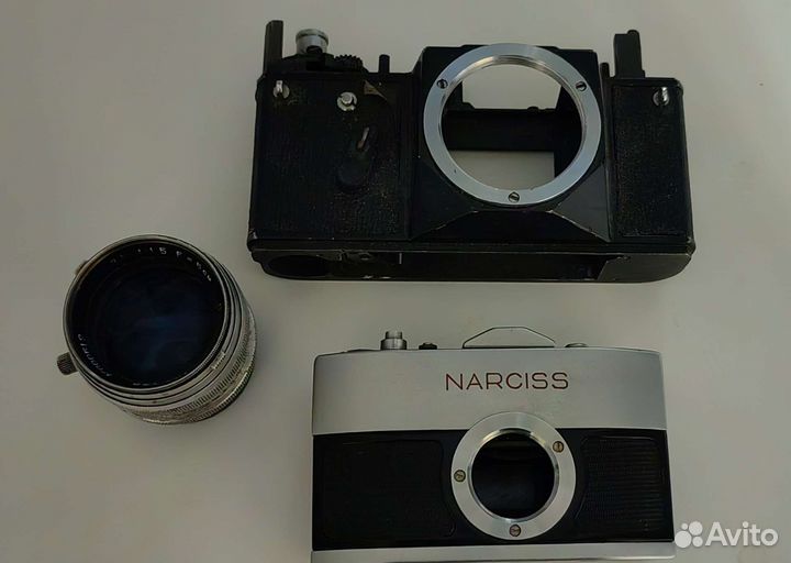 Narciss экспортный, редкость. Нарцисс раритет