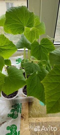 Рассада помидор и огурцов