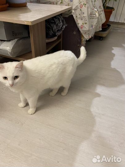 Кошка в дар бесплатно