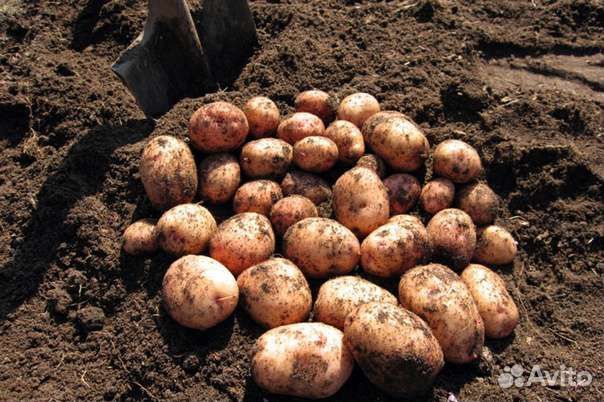 Продам картофель
