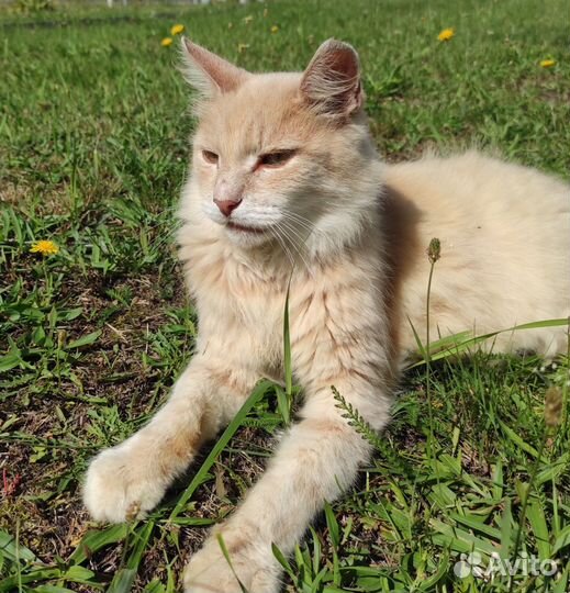 Кот Персик ищет дом