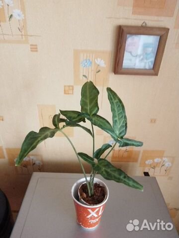 Синадениум Гранта, Сингониум, Гемантус, Кордилина