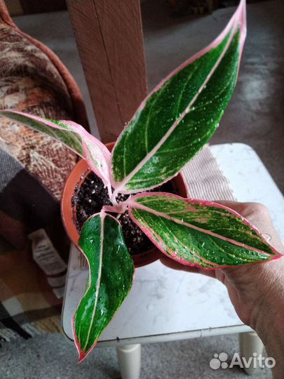 Аглаонема Липстик Пинк