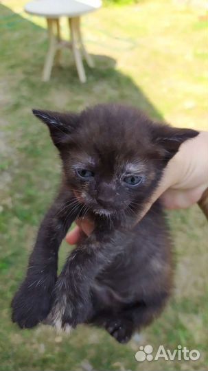 Кошка в дар бесплатно