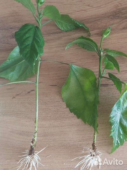 Гибискус сортовой лантана