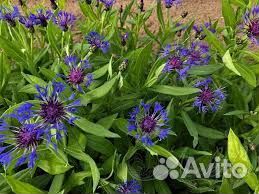 Многолетние цветы для сада