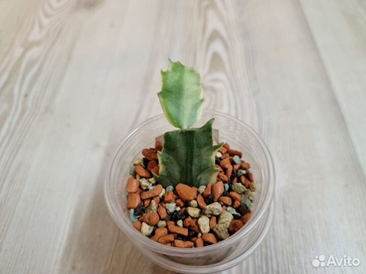 Декабрист шлюмбергера