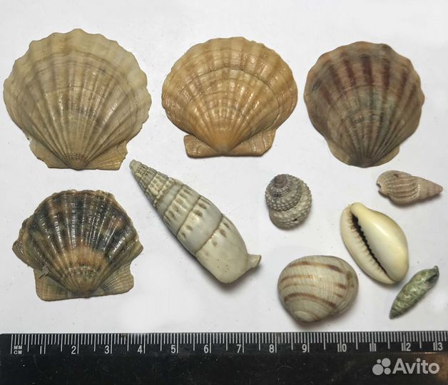 Ракушки Морские разные