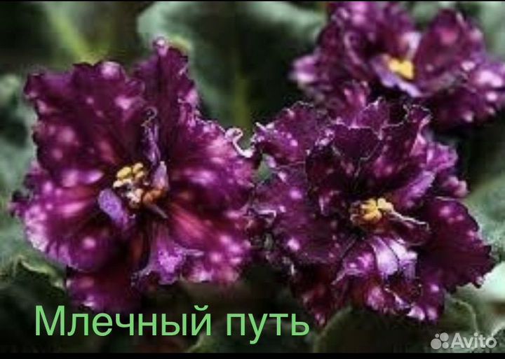 Фиалка 