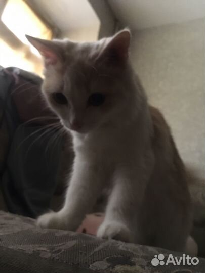 Кошка 1 год продаю потому что завели собаку
