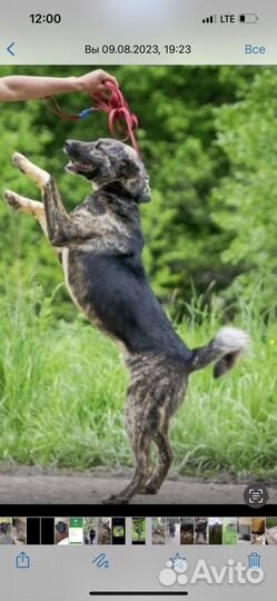 Собака в добрые руки