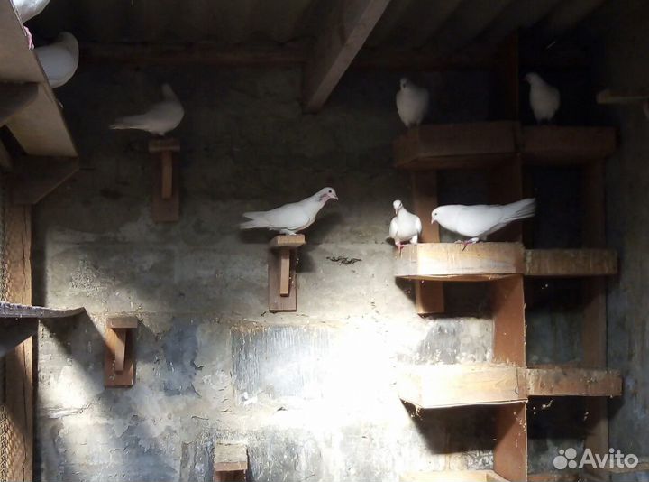 Голуби белые