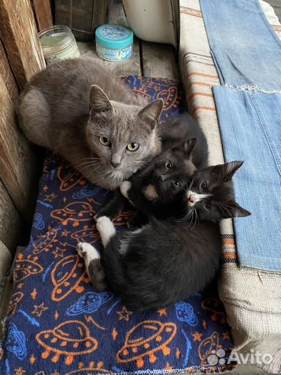 Котята в добрые руки