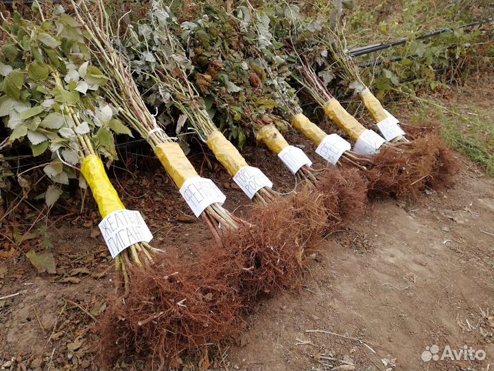 Саженец малины (разные сорта)