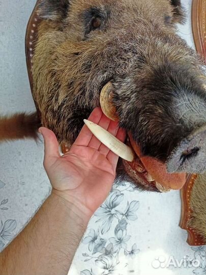 Голова кабана