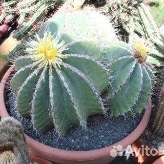 Семена кактусов