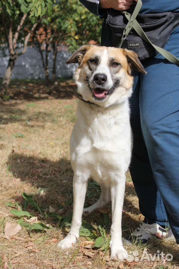 Скарлет прозибает в приюте