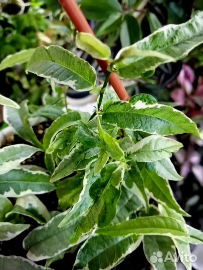 Фикусы срезом