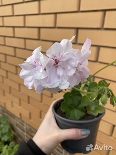 Королевские и плющелистные пеларгонии