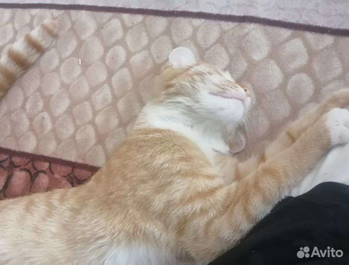 Кошка в добрые руки