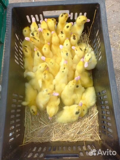 Утята, муларды, гусята