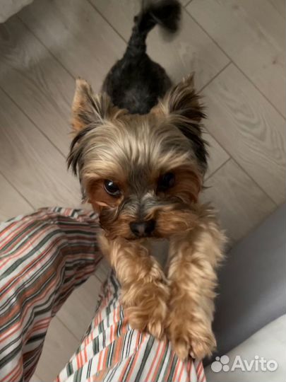 Догситтер/выгул собак