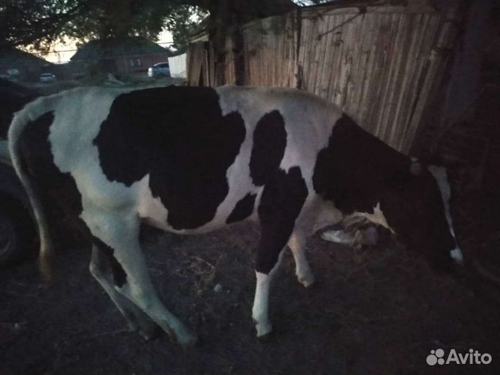 Телки стельные