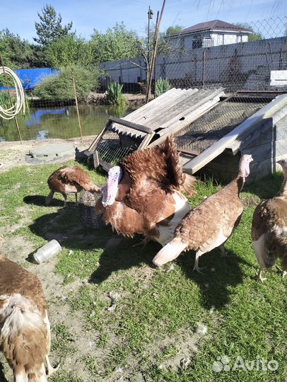 Индюки на племя