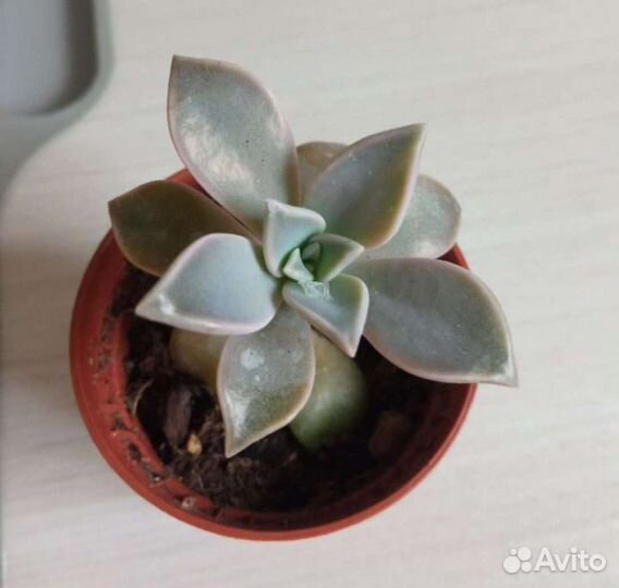 Рипсалис суккуленты и другие