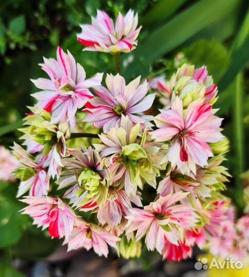 Пеларгония