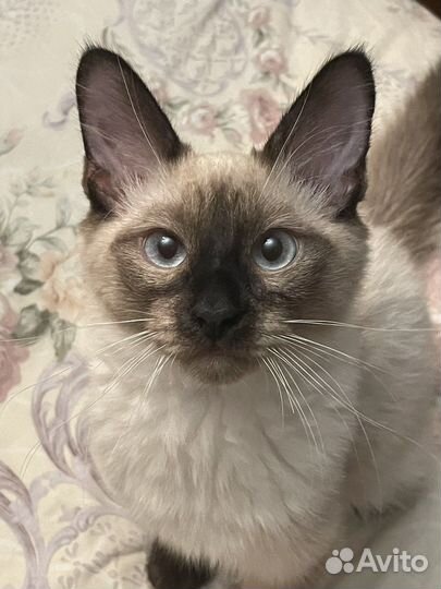 Вязка Тайская порода