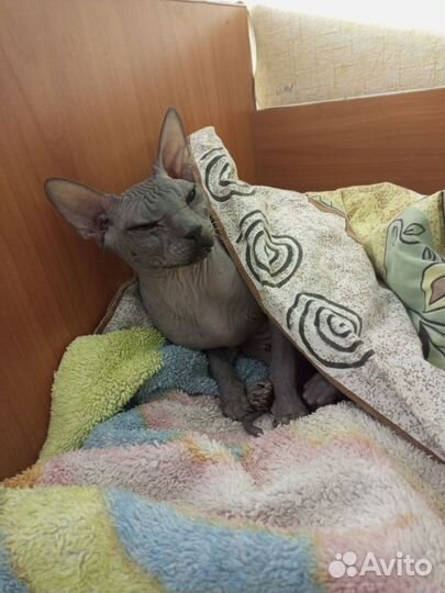 Донской сфинкс