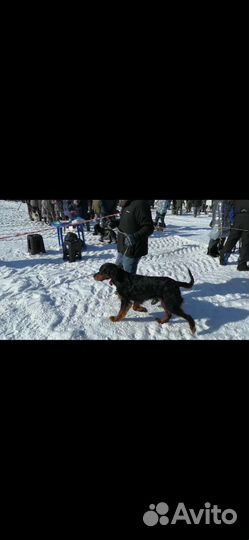 Шотландский сеттер