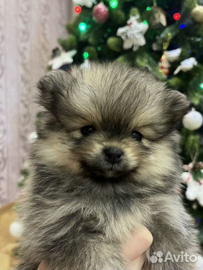 Щенки померанского шпица