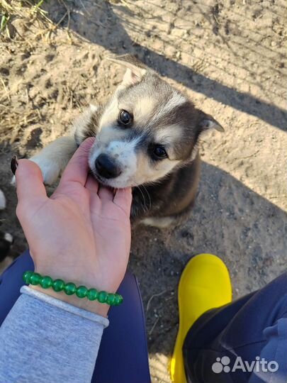 Щеночки в добрые руки отдам бесплатно