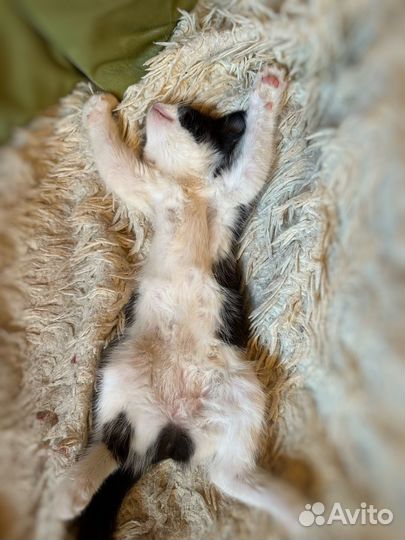 Кошка в дар