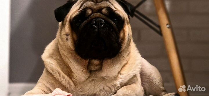 Мопс вязка мальчик