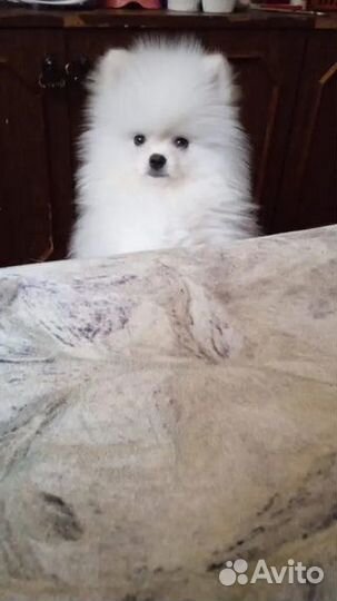 Ищем невесту для шпица