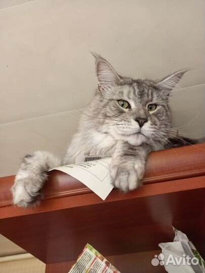 Котик Мейн-кун вязка