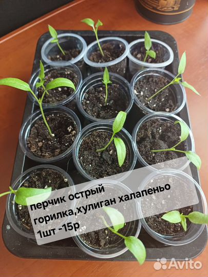 Рассада острого перчика