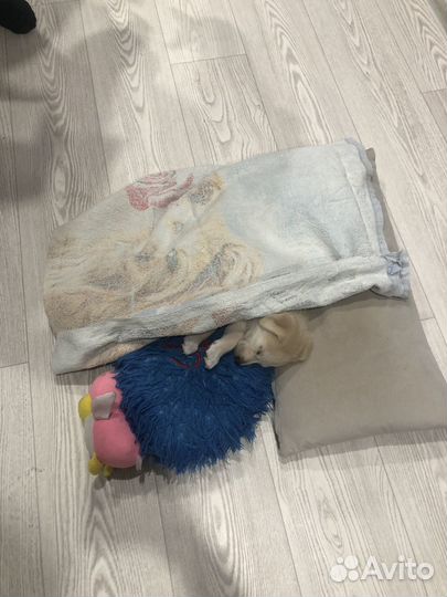 Щенки лабрадора метис