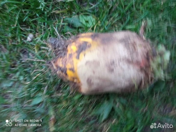 Семена Кормовой свеклы