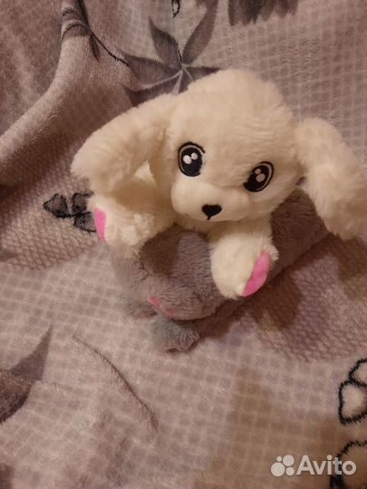 Кот и собачка