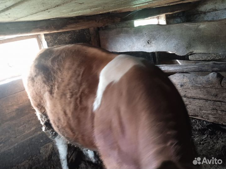 Продажа быка