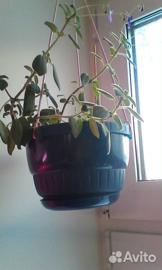 Стрептокарпелла